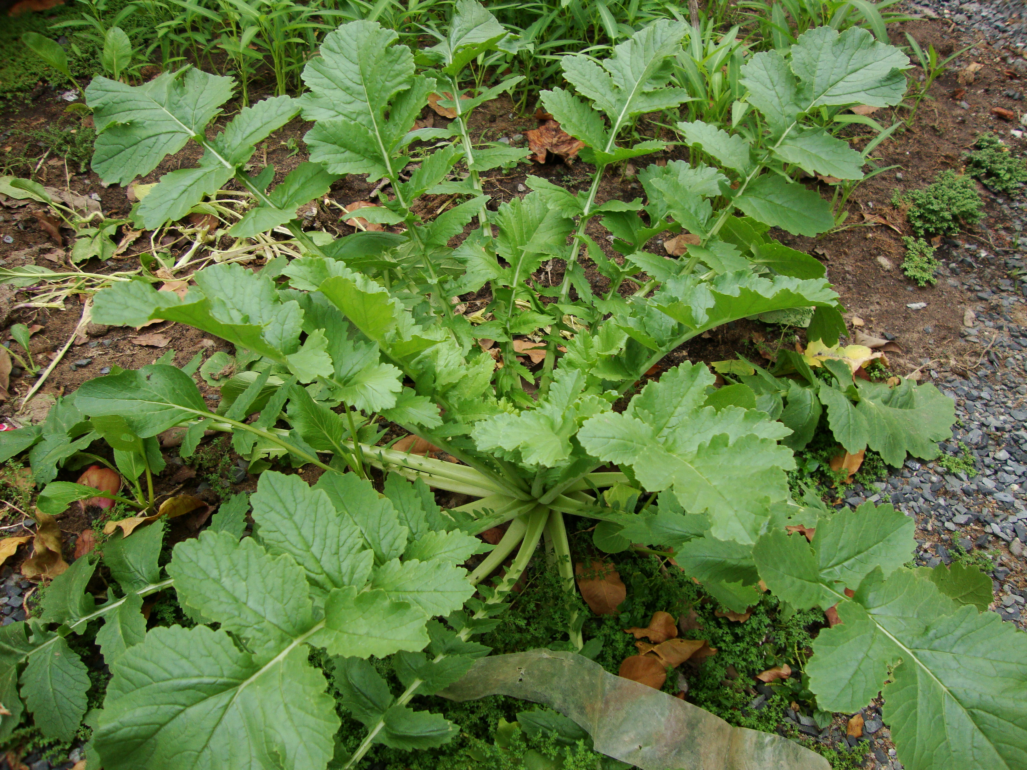 Daikon 